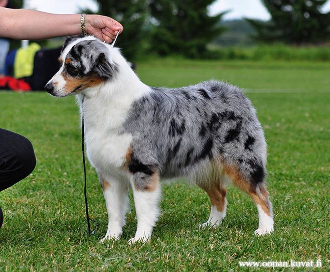 Kuva kennel Riekonhovin