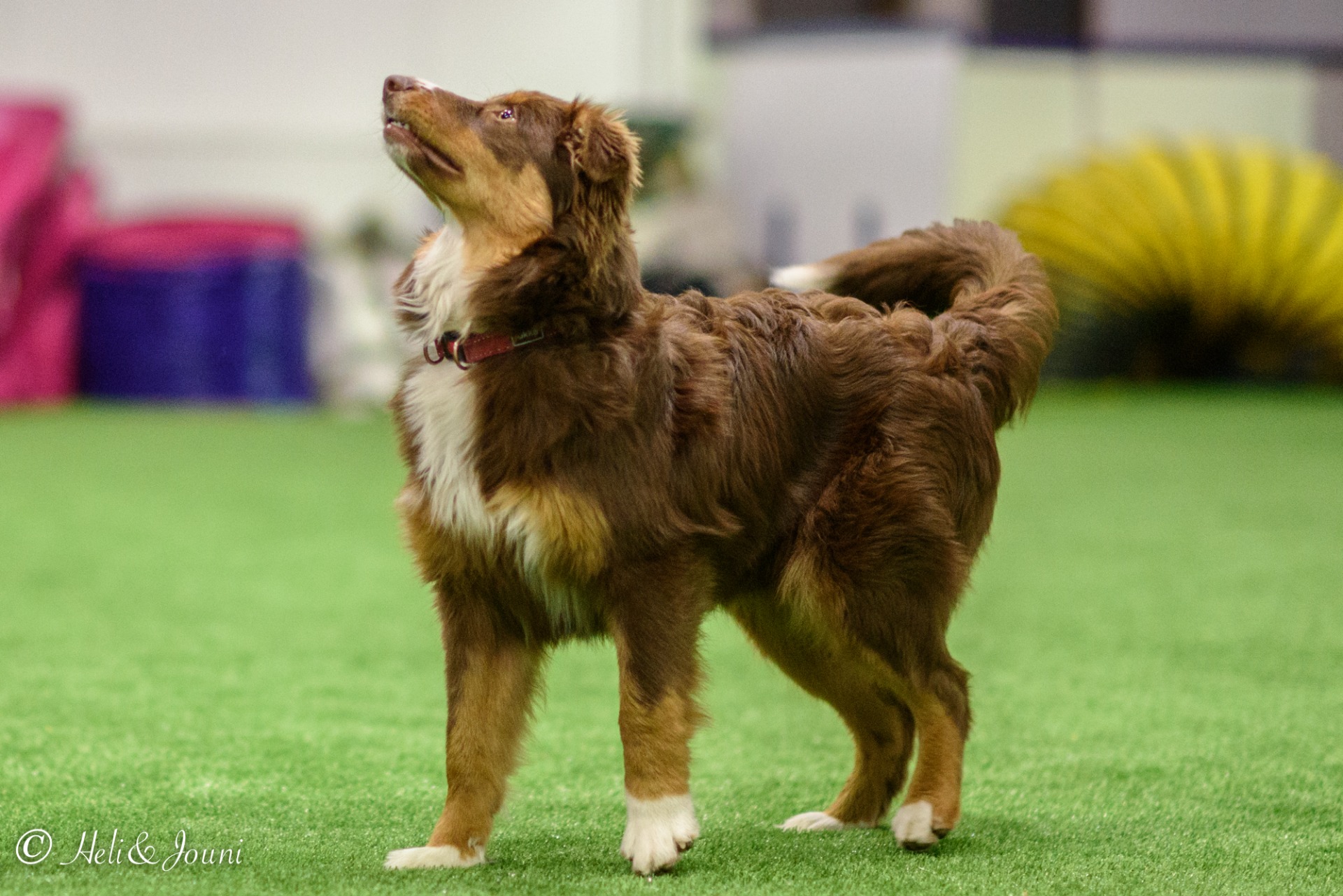 Fanni, kuva H. Tuominen 2022