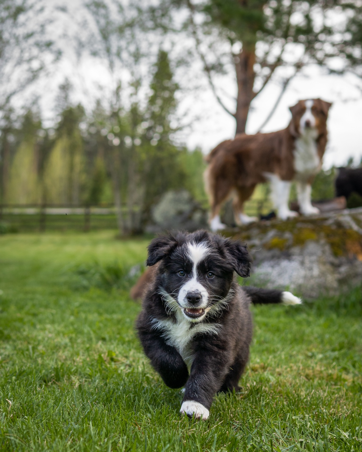 Wimma & Venni, kuva T. Koivisto 2022