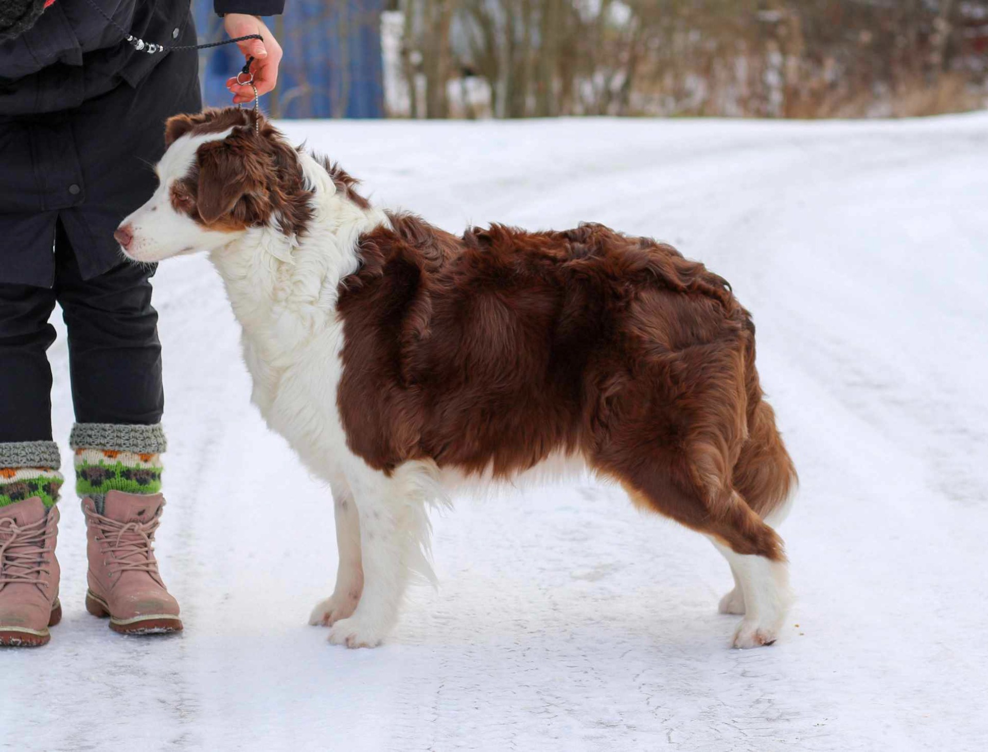 Kuva kennel Adjoo´s