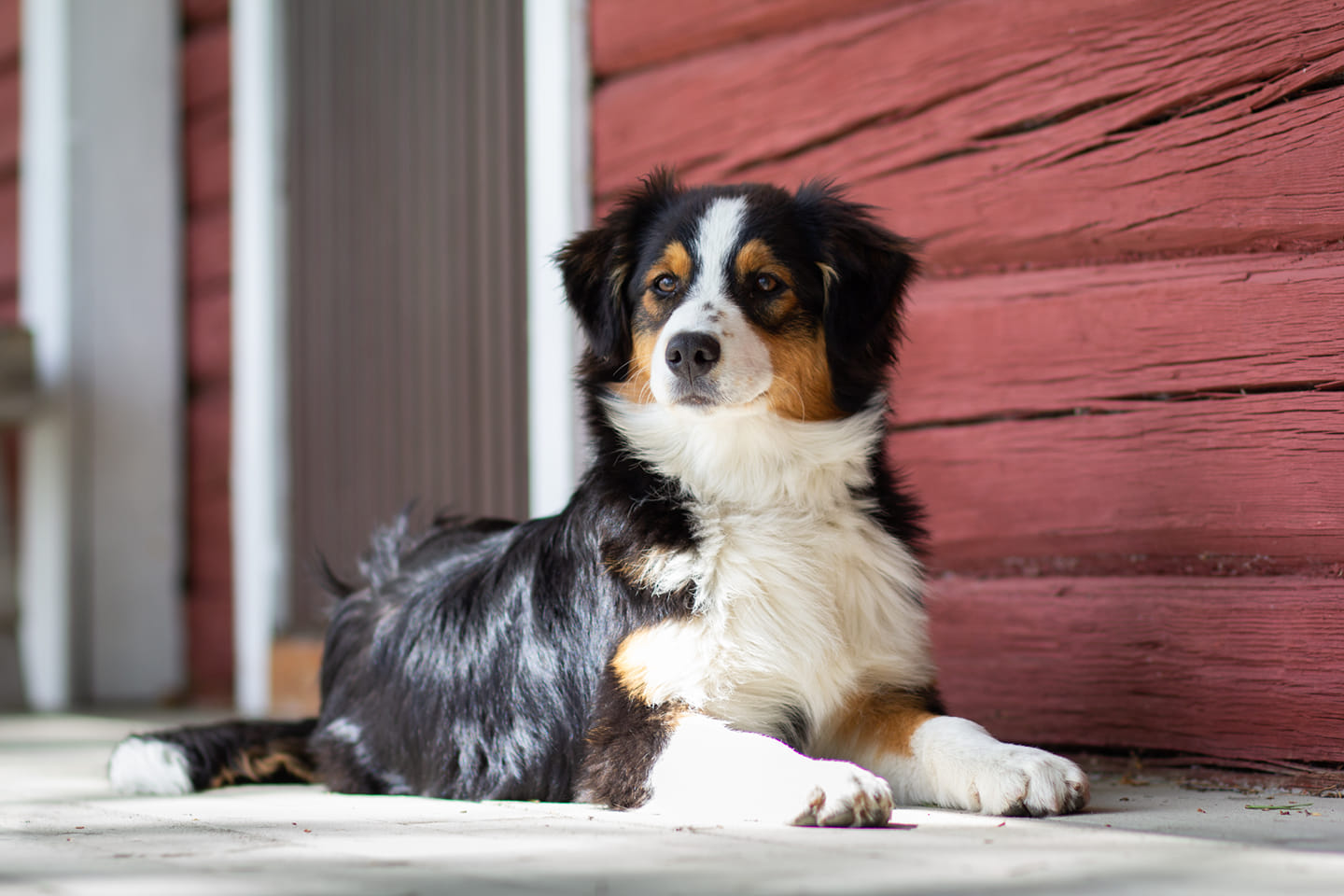 Lotta, kuva L. Soininen 2020