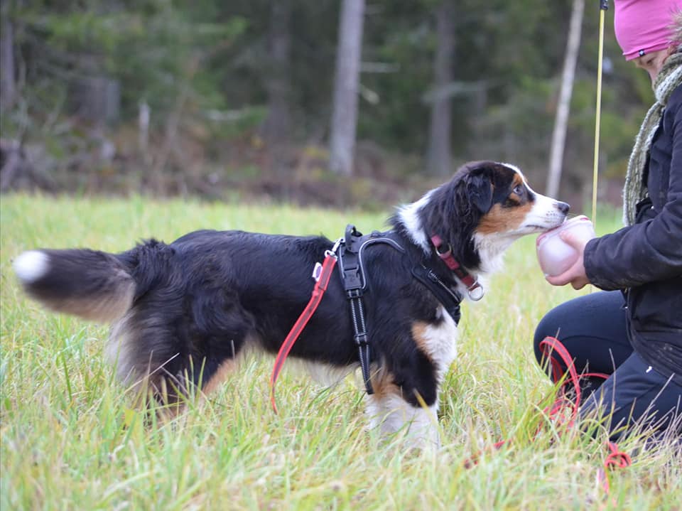 Kuva H. Asplund 2020