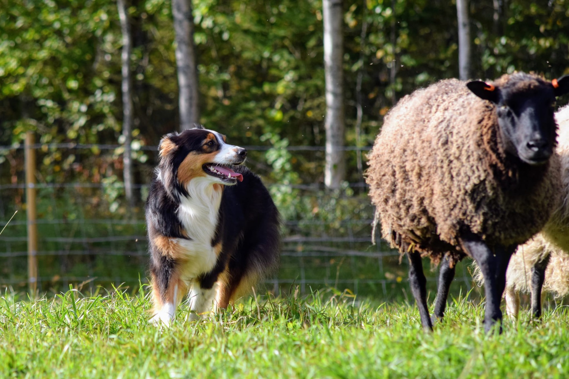 Kuva A. Kormano 2022