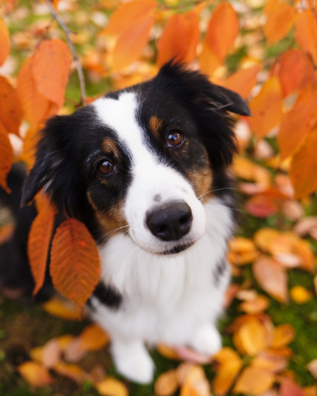 Ella, kuva A. Alanen 2024