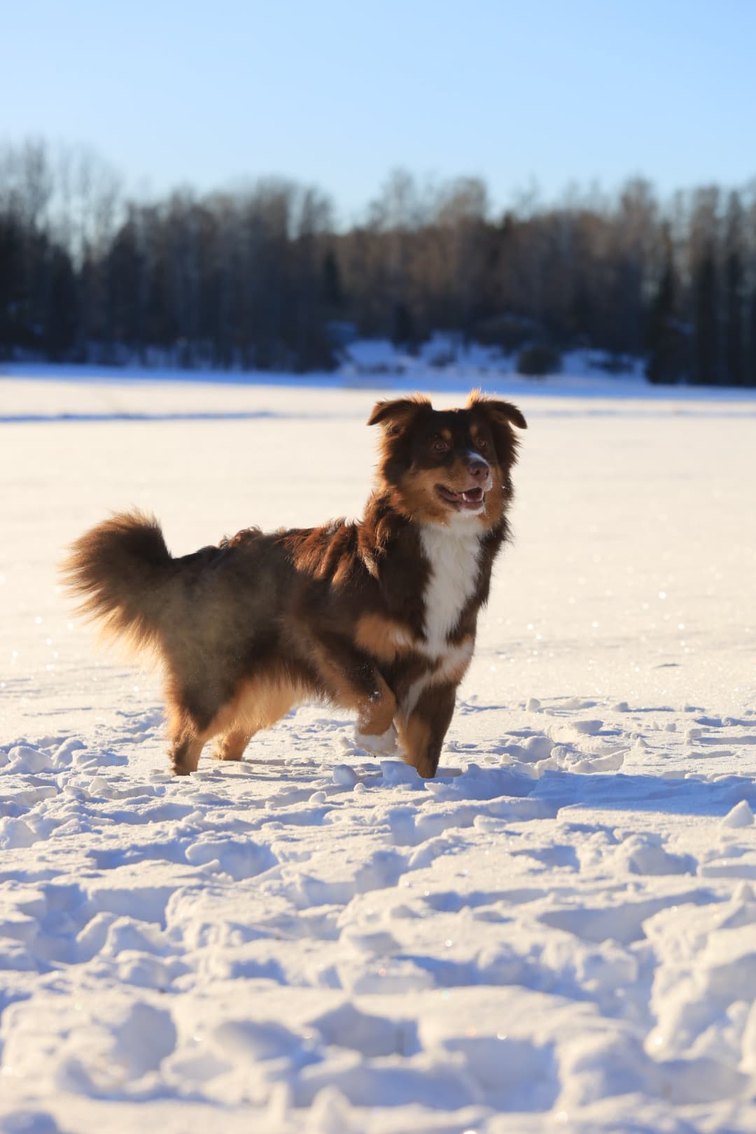 Fanni, kuva A. Alanen 2025